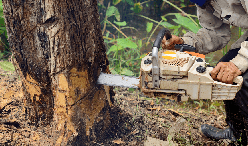  Magnolia Tree Service