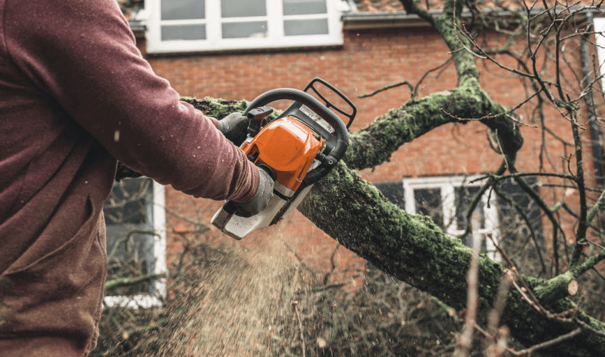  Magnolia Tree Service